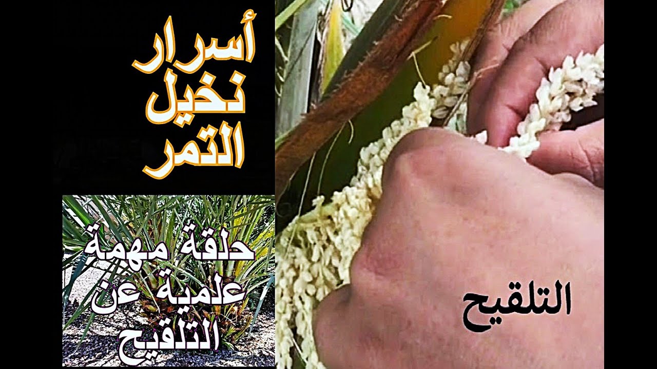 useful info about the date palm pollination  معلومات مفيدة عن التلقيح في نخيل التمر