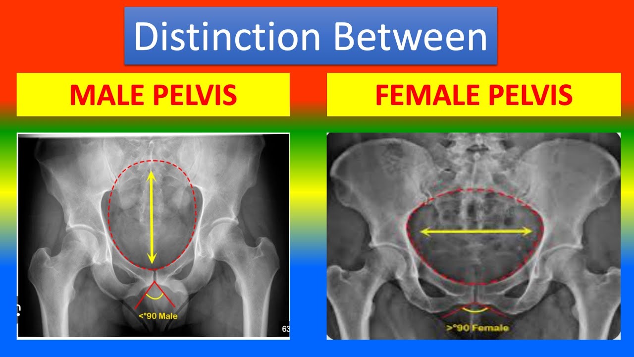 Различия между мужским и женским тазом