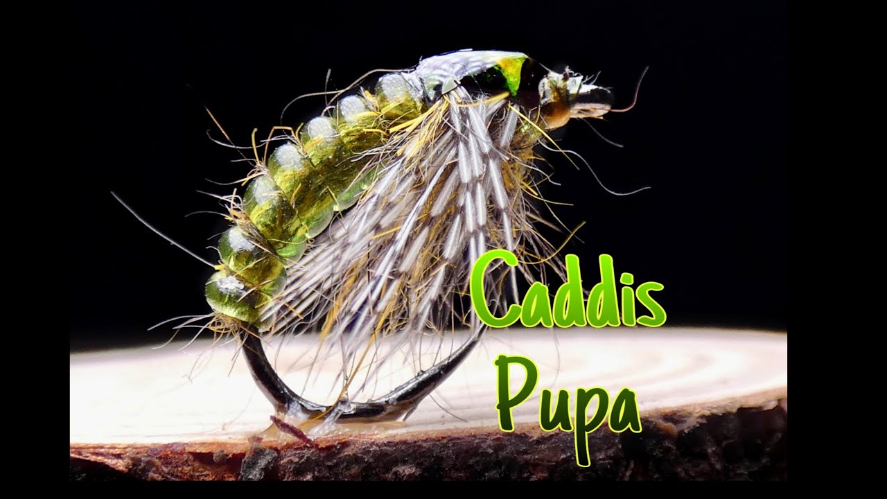 Fly tying NINFA PARA BARBOS-- CADDIS PUPA by Jorge G. Huertes