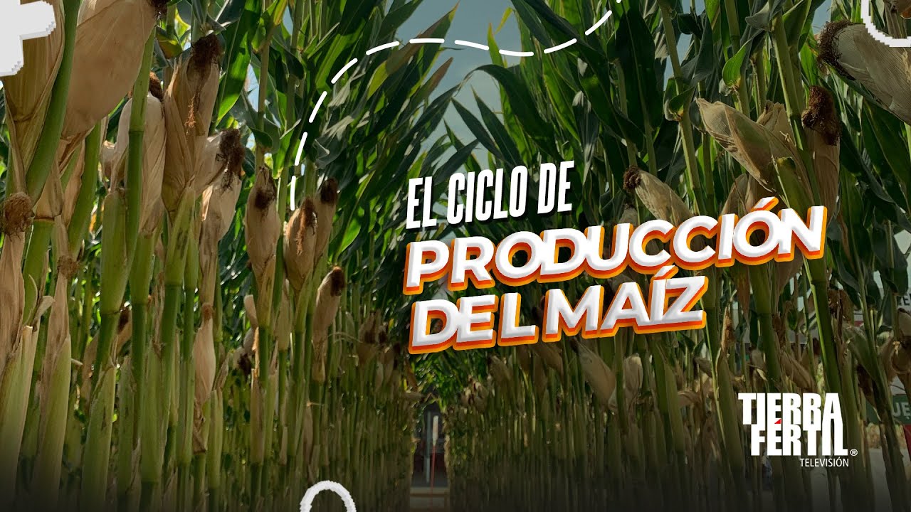El ciclo de la producción del maíz