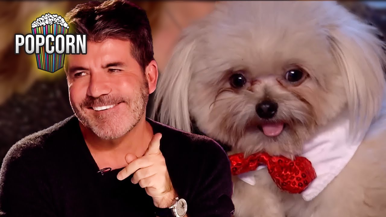 Trip Hazard's PAWESOME Britain's Got Talent Audition!