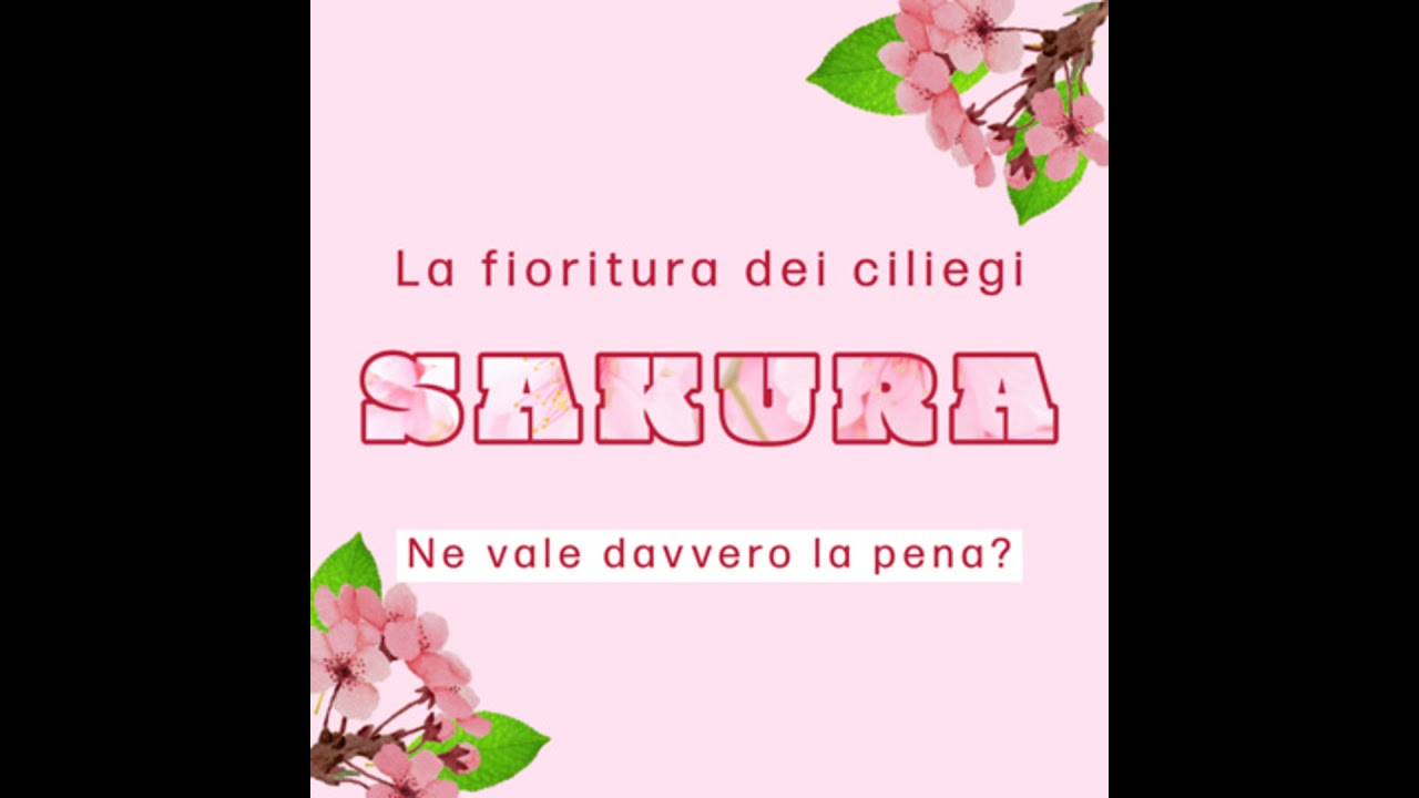 Sakura - La fioritura dei ciliegi - Ne vale davvero la pena?!