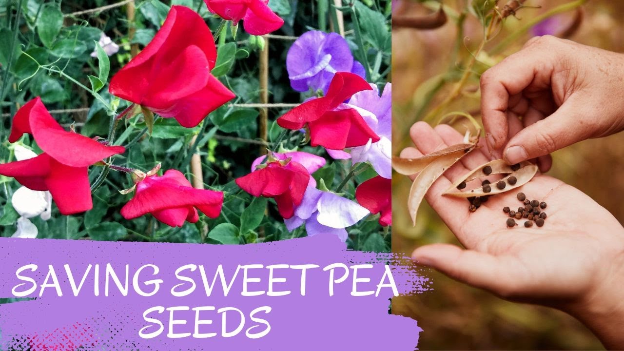 How To Save SWEET PEA SEEDS - Step By Step Beginners Guide