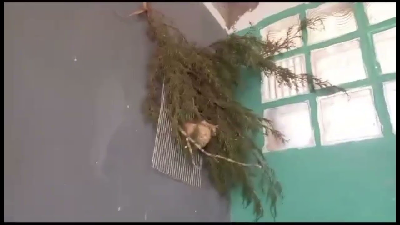 نقاش حول أنثى الحسون ( إنتاج موسم 2023)