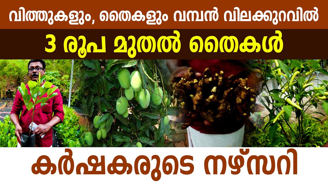 1000 രൂപയുടെ തൈകൾ വെറും 150 രൂപയ്ക്ക്, കർഷകരുടെ നഴ്സറി I most affordable plant nursery I