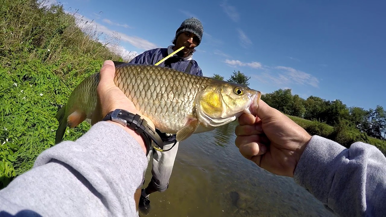 Pèche RECORD GROS CHEVESNES | 52cm à la mouche, gobages en DIRECT!