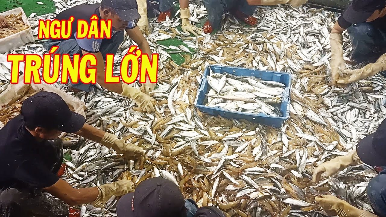 Ngư Dân Trúng Lớn Mẻ Lưới Kỷ Lục | Toàn Tôm He Trị Giá 50 Triệu Đồng | # 54