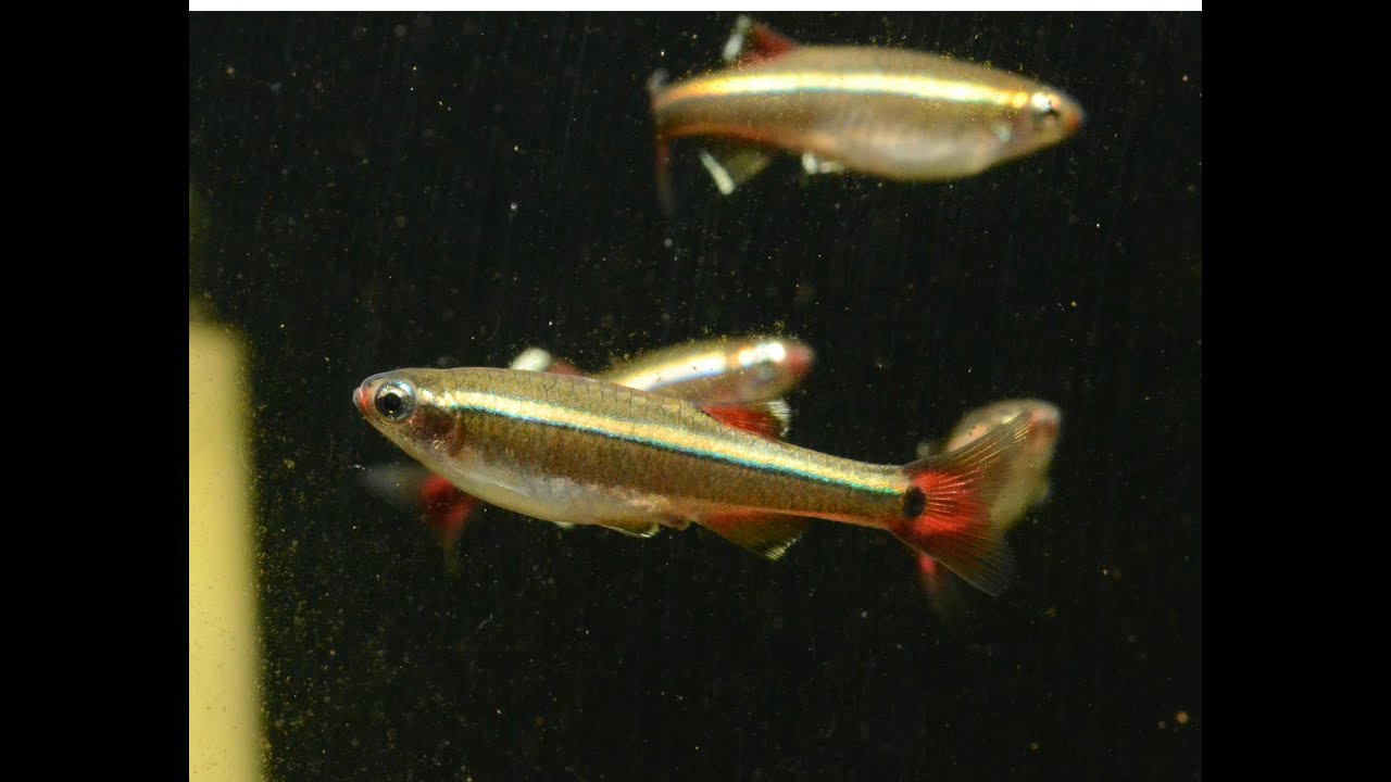White Cloud Mountain Minnow, Tanichthys albonubes- Species Spotlight