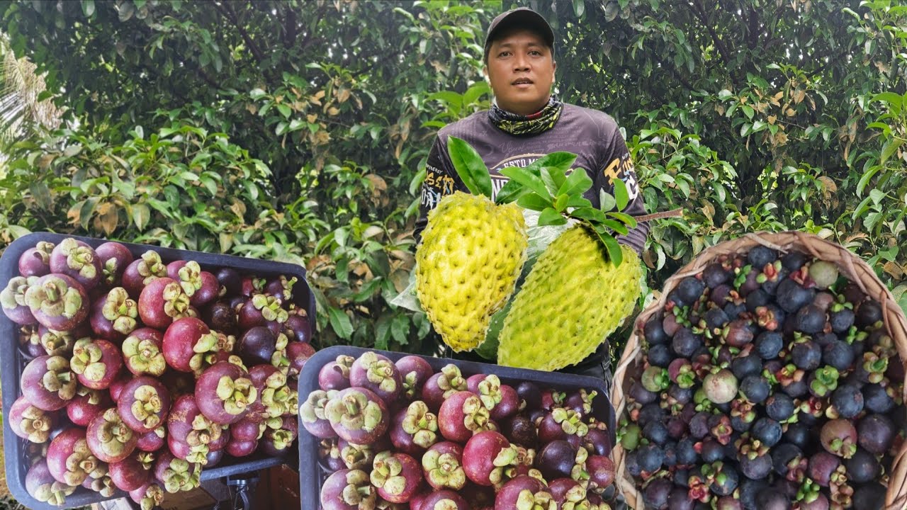 Tinamaan magandang presyo ng Mangoestine kami lang ang may bunga ang mangoestine tamang technique 