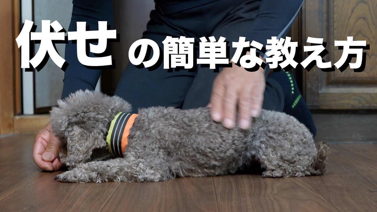 【９割の人が間違えてる】本当の伏せの教え方！今すぐできる簡単な犬のしつけ【トイプードル多頭飼い】