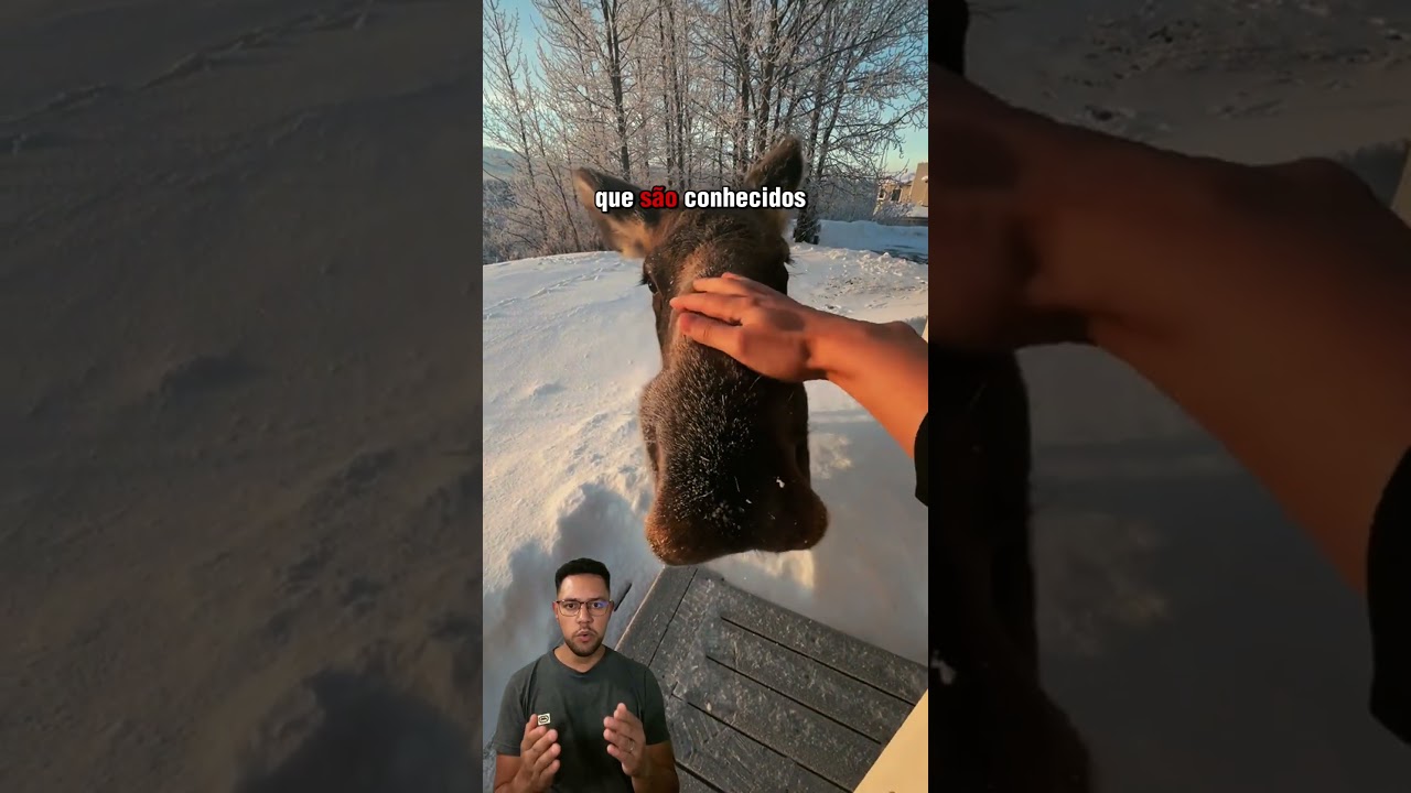 Você já imaginou encontrar um Alce gigante na porta da sua casa? 