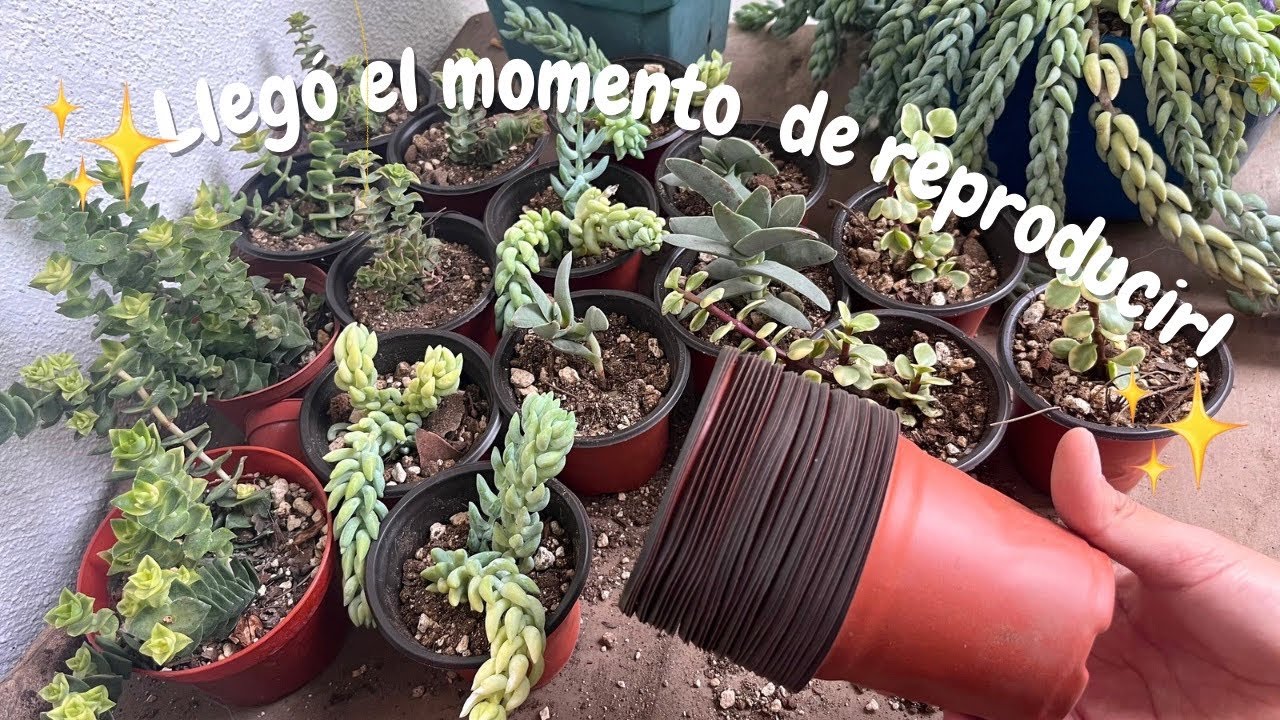 Comencé otra vez las REPRODUCCIONES 🥹 - Jolujim