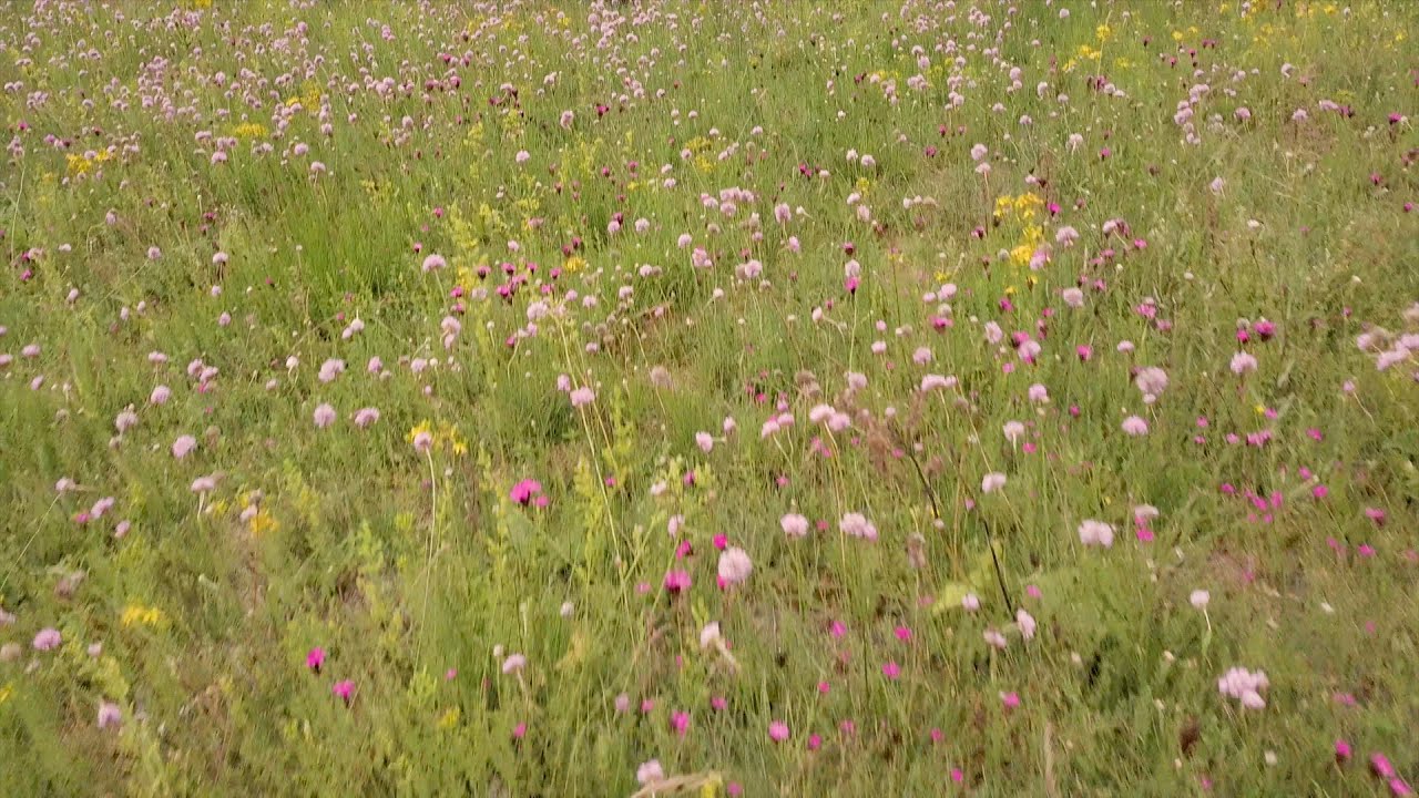 Naturfilmer Dammer Berge: 