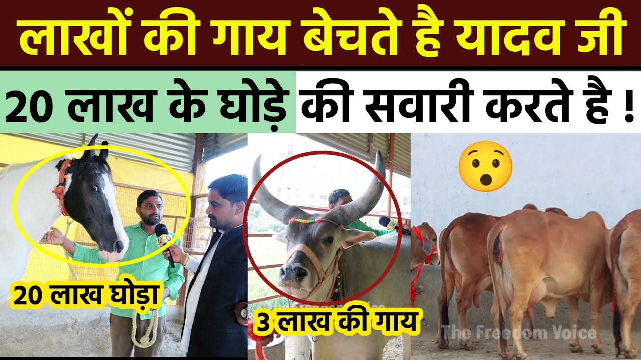 लखनऊ के यादव जी महीने में बेचते है करोड़ो की गाय । 20 लाख के घोड़े से चलते हैं । Up News।