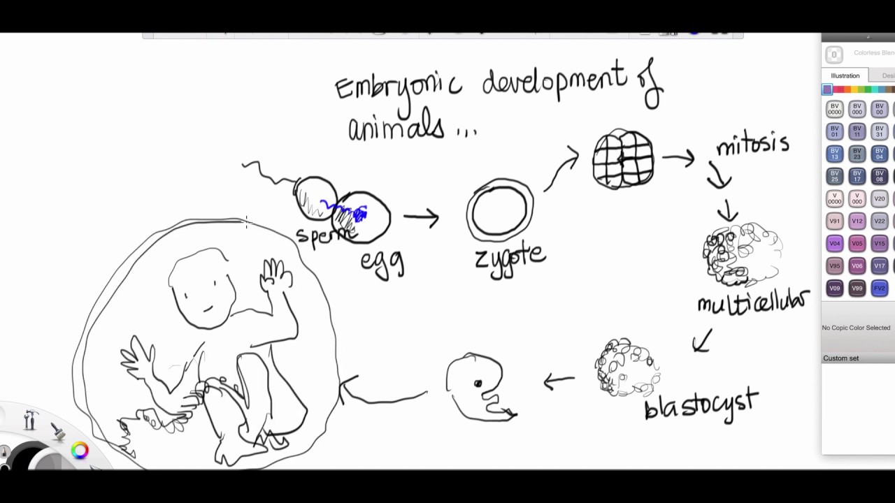 protostomes vs deuterostomes