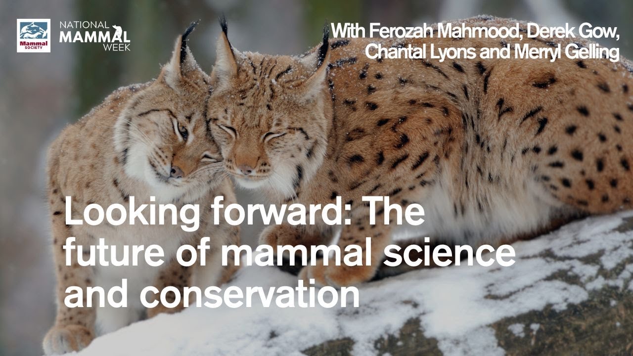 Looking Forward: The Future of Mammal Science and Conservation Webinar