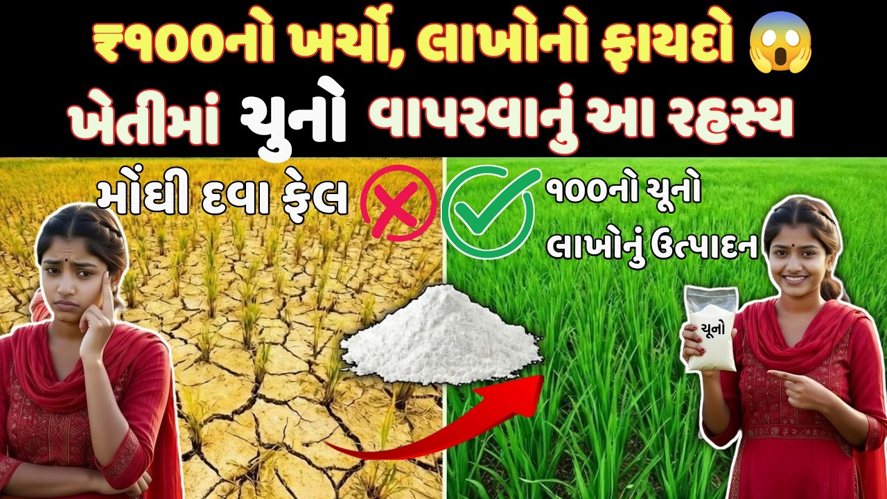 ખેતીમાં ચૂનાનો ઉપયોગ કરી ઉપજ વધારો,માટી સુધારો