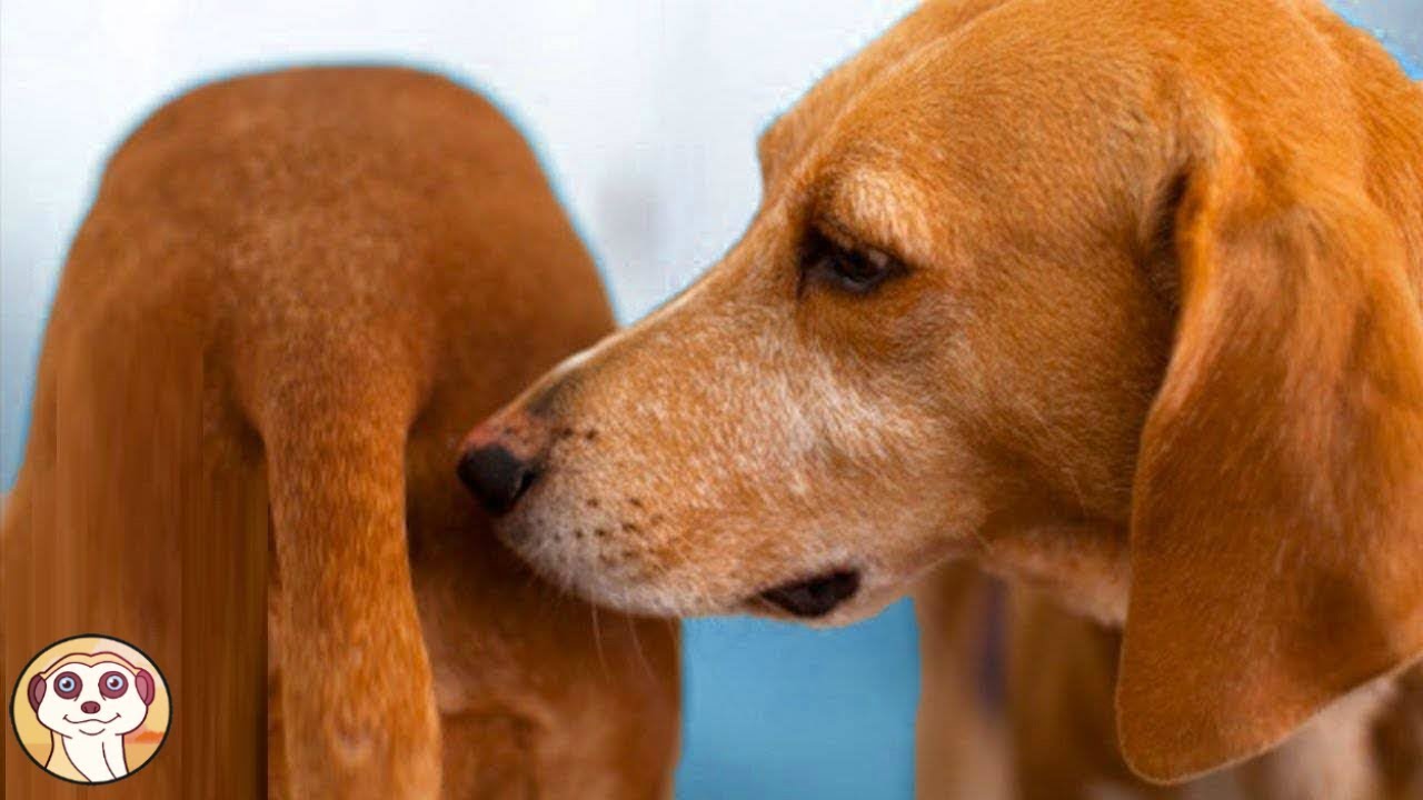 10 COMPORTAMENTI DEL TUO CANE CHE FORSE NON CAPISCE
