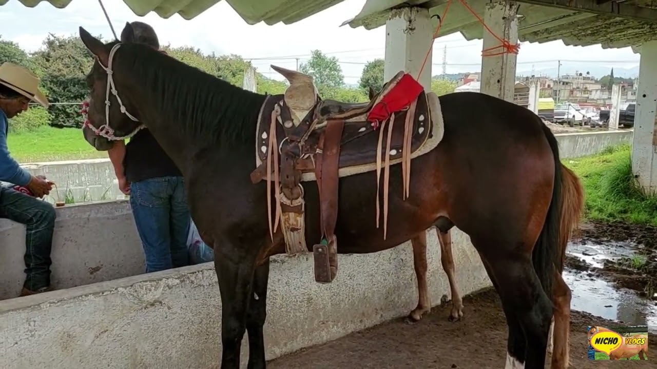 CABALLOS DE BUENA LINEA A INCREIBLES PRECIOS,PLAZA GANADERA,EL RANCHO LAS TABLAS,HOY MARTES.
