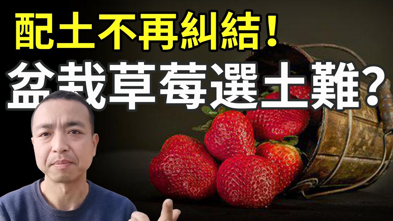 家庭阳台种草莓用什么土？告诉你亲身实践的最佳配土比例！新手种草莓其实不用太纠结！【手艺人飞羽】