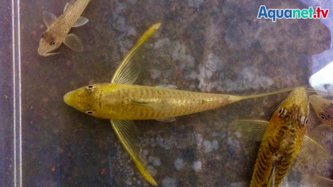 Corydoras geoffroy Teil I