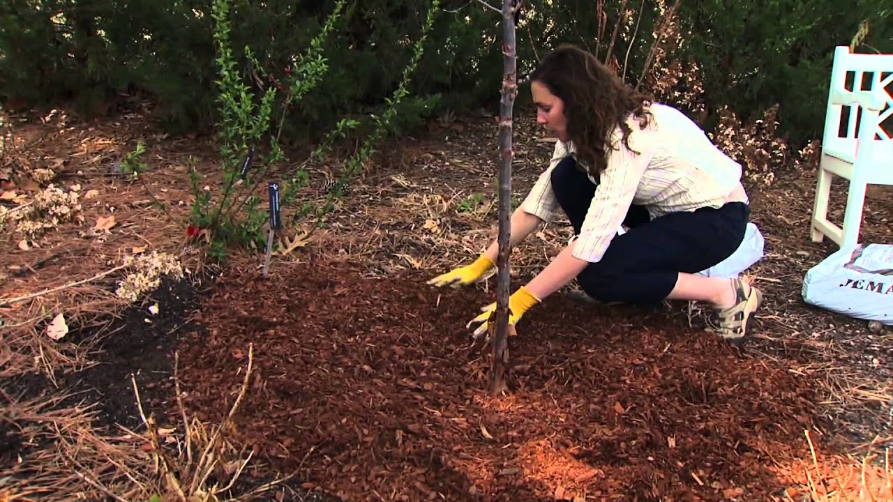Springtime Tree Mulching