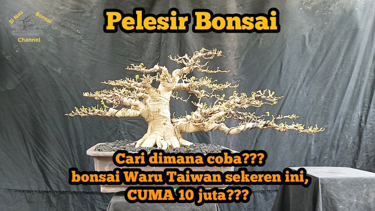 Pelesir Bonsai... Waru Taiwan sekeren ini, cuma 10 juta