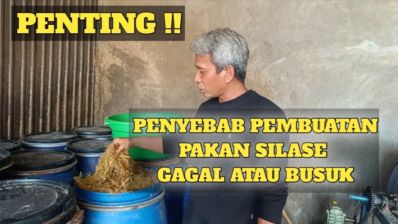 PENTING !! PENYEBAB PEMBUATAN PAKAN SILASE GAGAL ATAU BUSUK !!??!!
