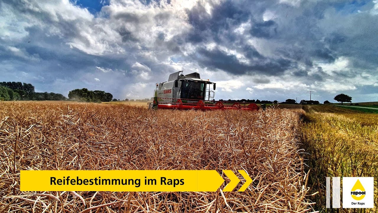 Reifebestimmung im Raps - wie bestimmt man den optimalen Erntetermin?