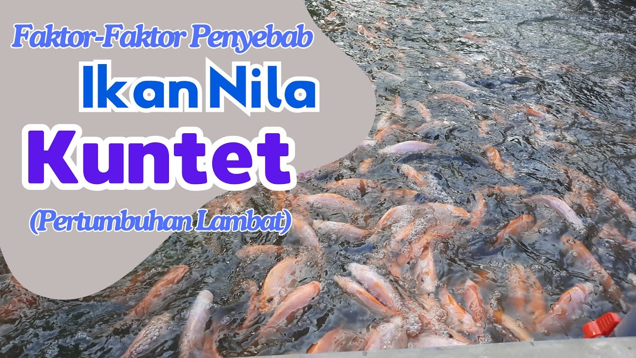Ikan Nila Kuntet? Ini Sebab-Sebab Ikan Nila Lama Besar/Tidak Mau Besar