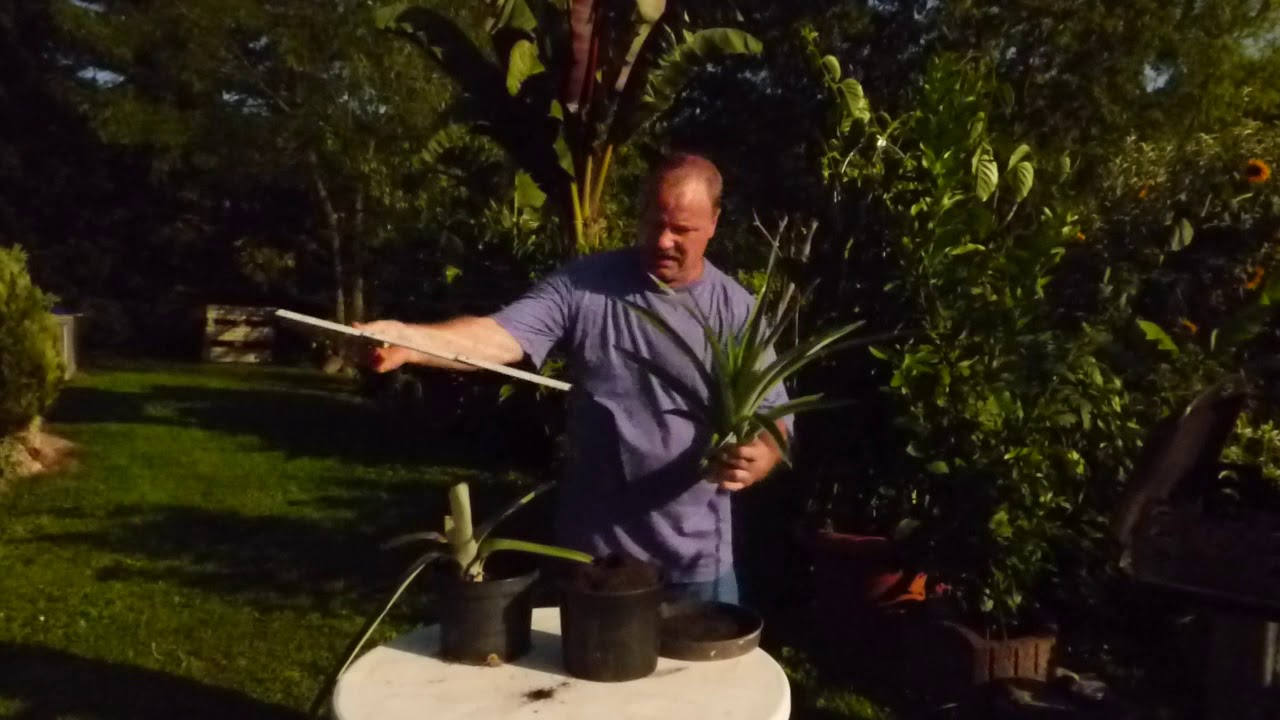 Ananas Sch&ouml;&szlig;ling topfen