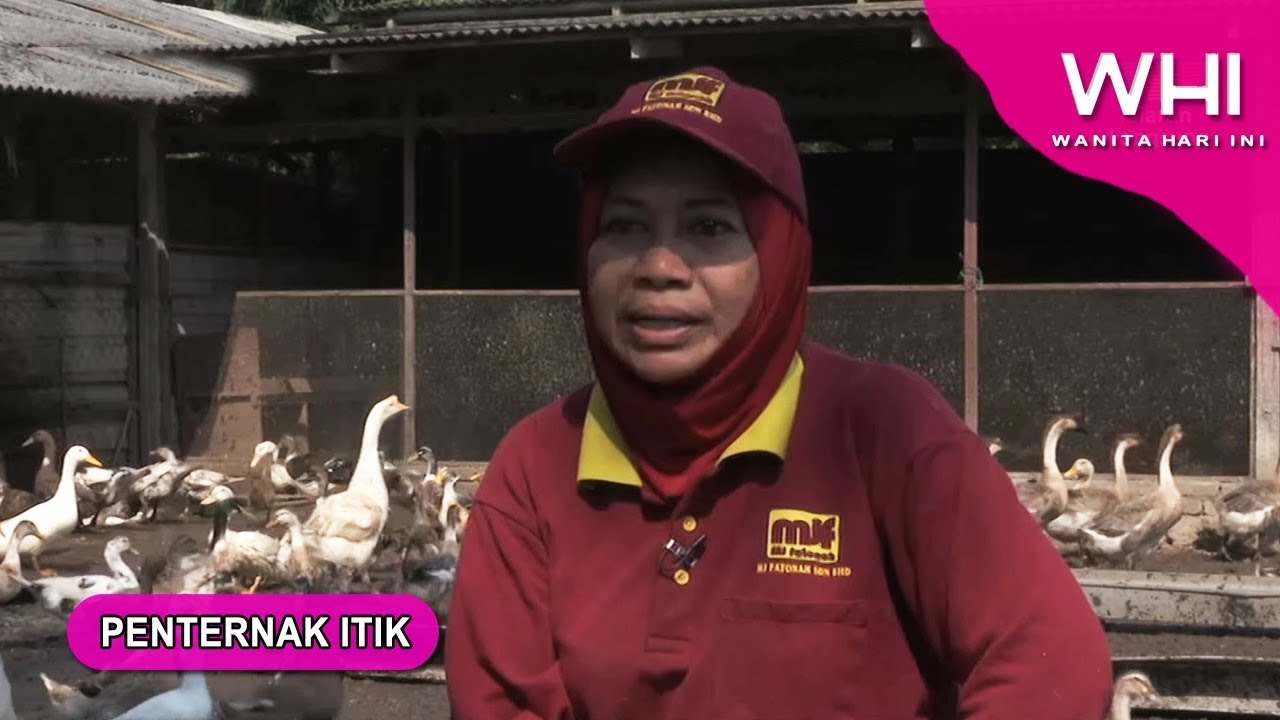 Penternak Itik | WHI (15 Okt 2019)