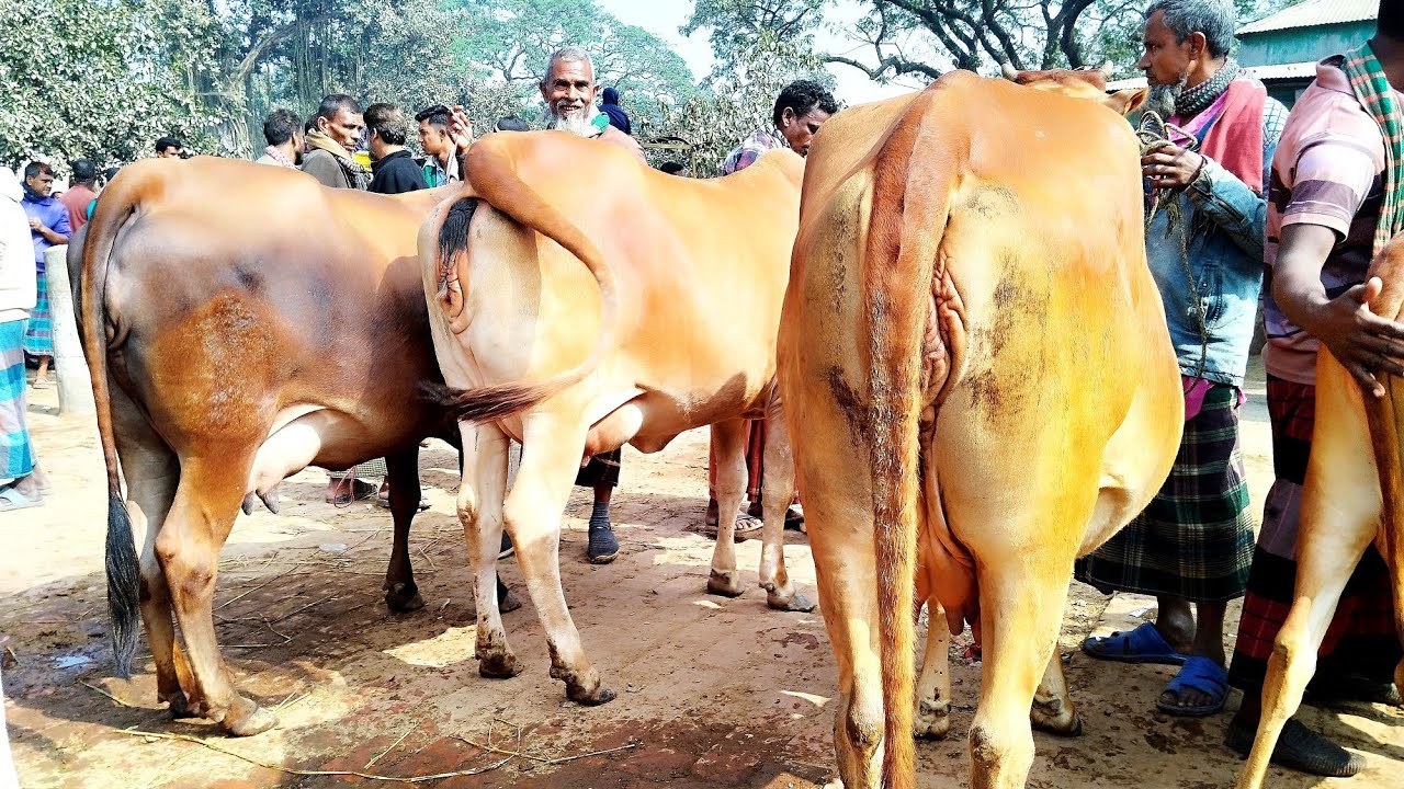  গাভীন গরুর বাজার দেখুন বগুড়ার বিখ্যাত ধাপেরহাট থেকে || ৮/৮/২০২৫ || gorur hat bazar | milk cow gavi