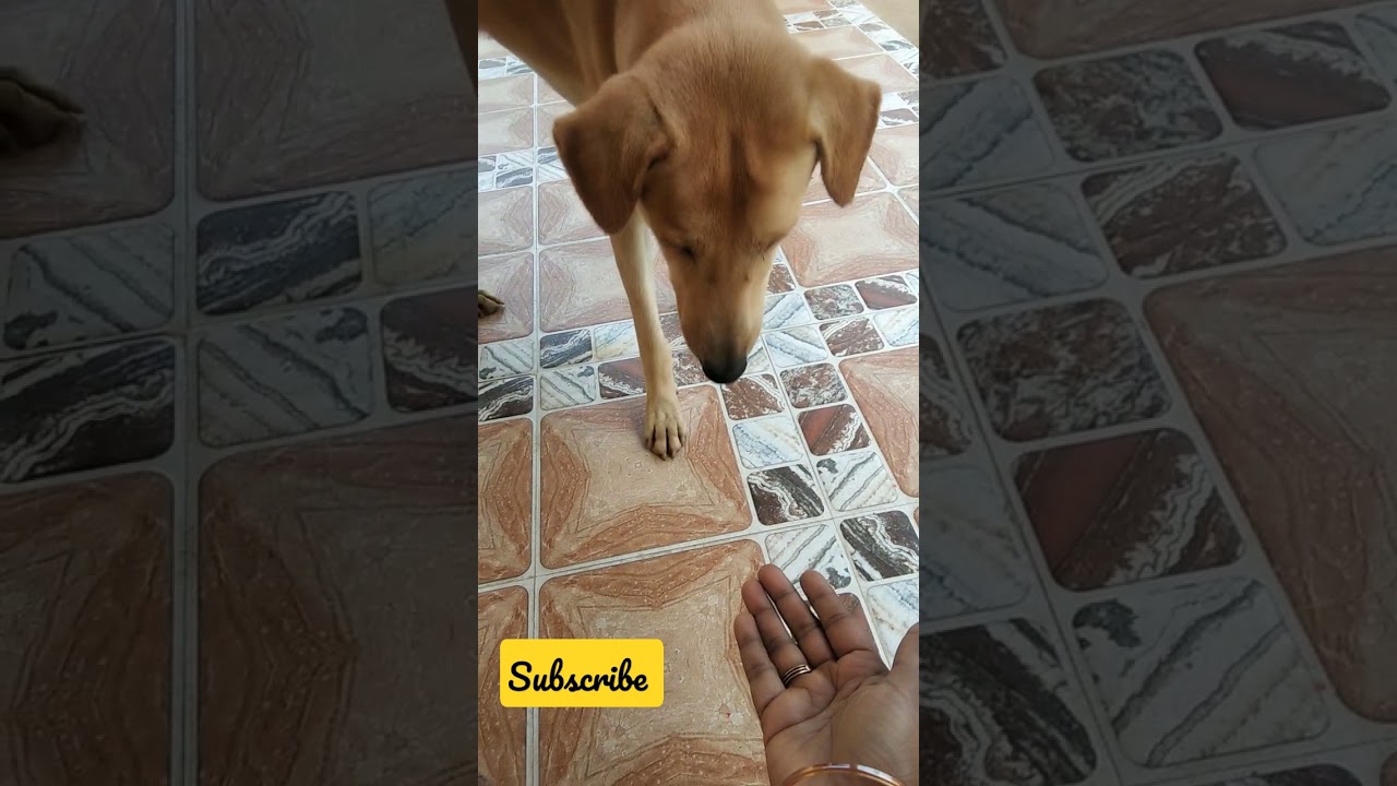 #tvkv #shorts  friendship 🐕