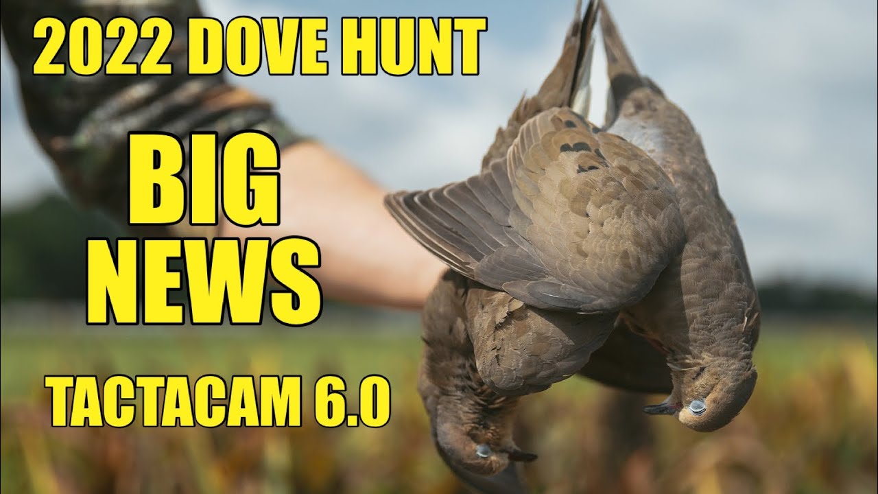 POV DOVE HUNTING WITH TACTACAM 6.0!!!