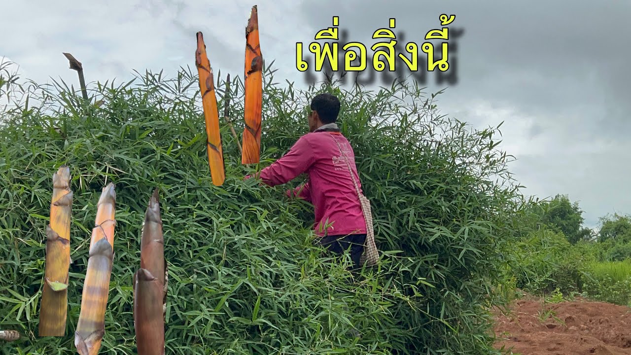 หาหน่อไม้ไผ่ป่าหมายหลังพระธาตุโพนสวรรค์ยังมีหน่อตาเต่ากำลังออกเลย