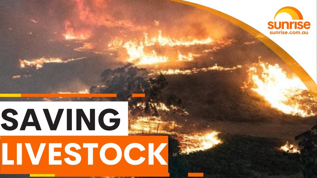Victorian farmer's desperate fight to save cattle from bushfires | Sunrise