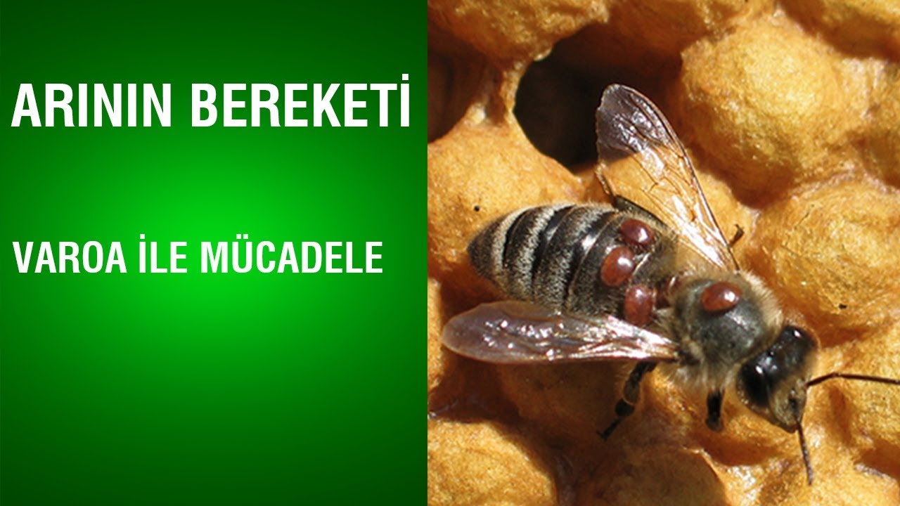 Arının Bereketi | Varoa İle Mücadele