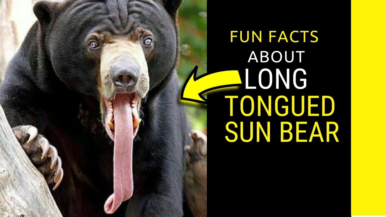 Sun Bear walking upright  Amazing Facts About the Comically Long tongued Sun Bear