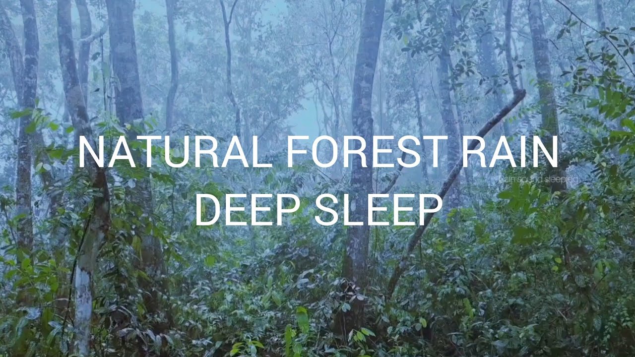 🌧️Real rainforest sounds for sleeping | Heavy rain Ambience (3 hours)