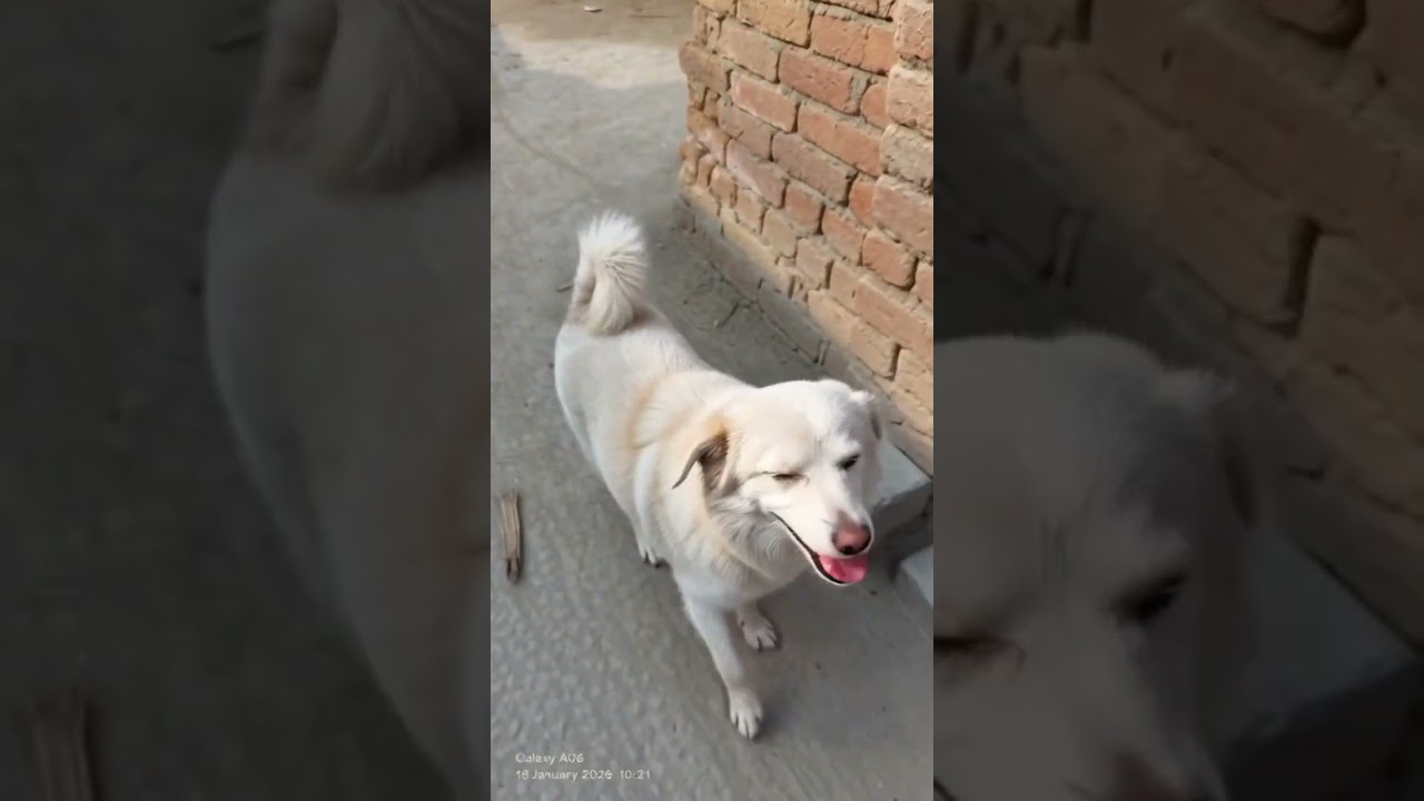 روسی کتے نے سانپ کو کیسے پکڑاBrave Russian Dog vs Snake on Street – Must Watch!