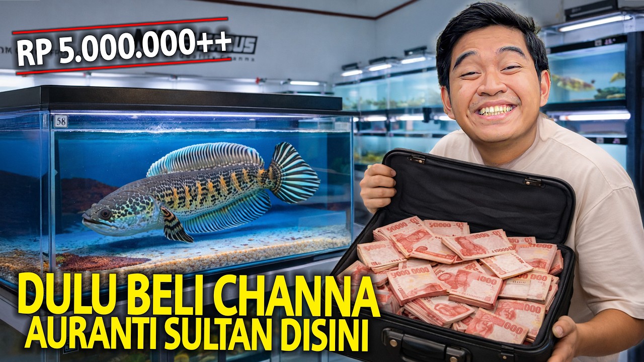 CHANNA AURANTI SULTAN MANGAP-MANGAP ADA DISINI! TERNYATA CHANNA AURANTI JUMBO AKU DULU DARI SINI!