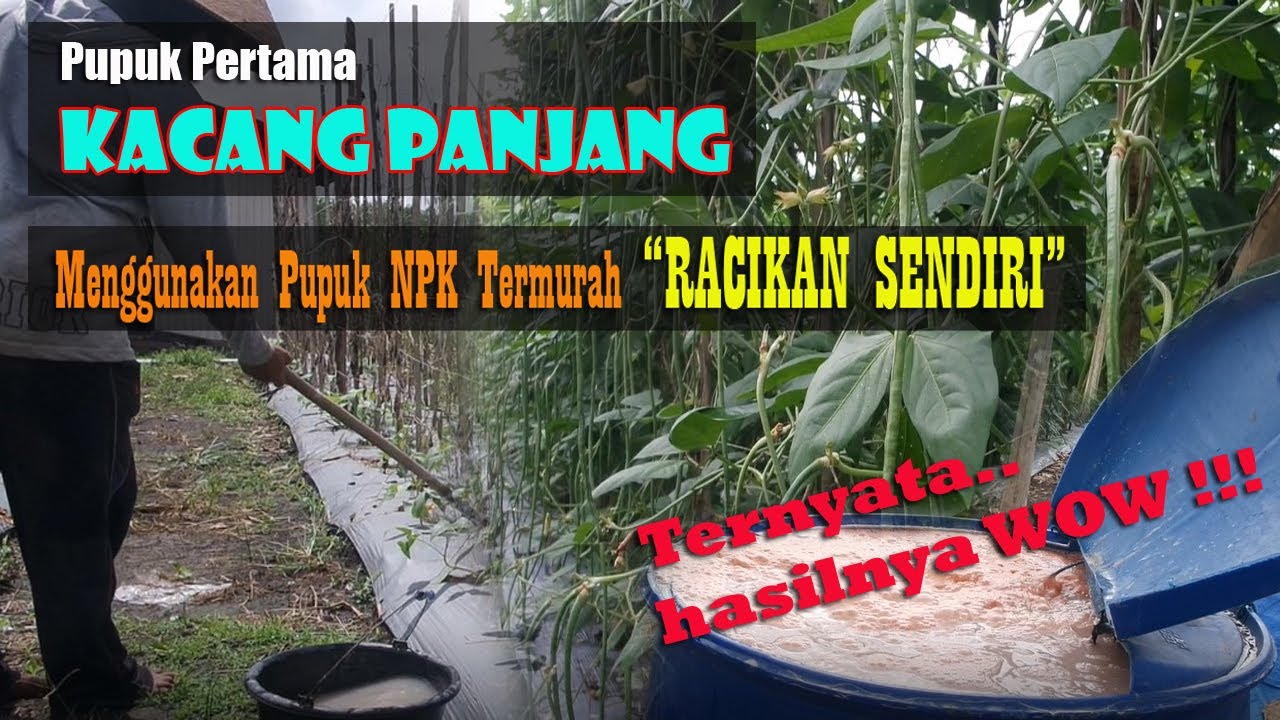 Pemupukan Pertama : Ini Rahasia Pupuk Kocor Kacang Panjang Umur 15 HST Agar Berbuah Lebat