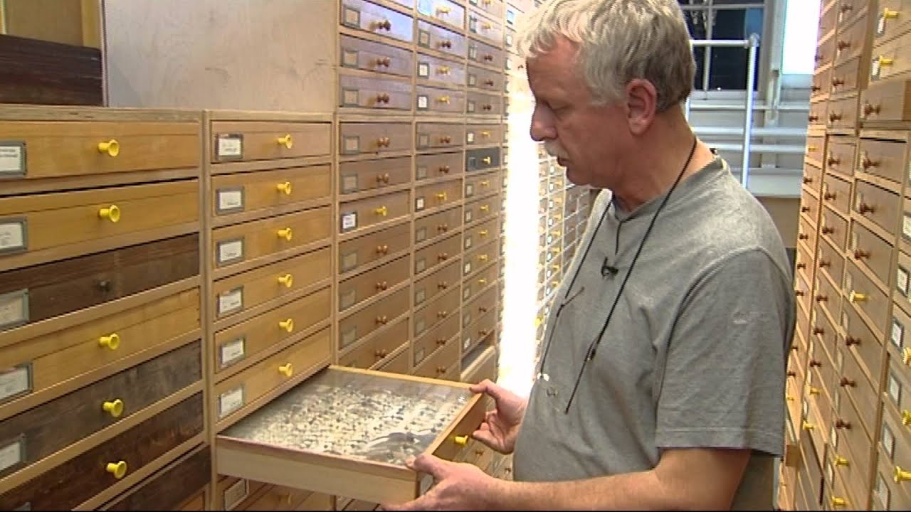Rob de Vos - Collectiebeheerder afd. Entomologie