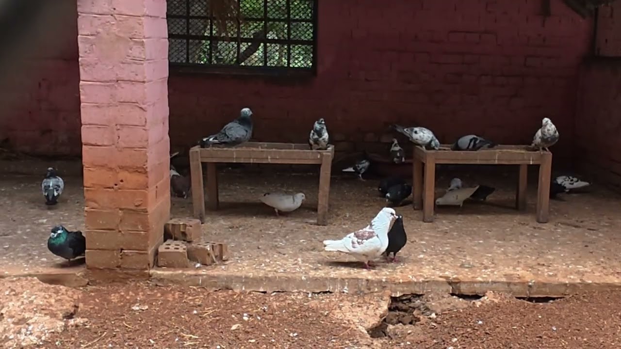 Pigeons happiness | কবুতর