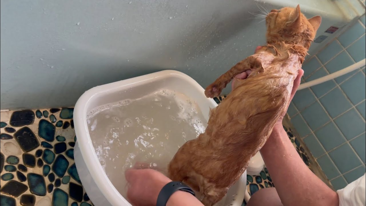 初シャンプーを頑張る保護猫ちゃん　Luna’s first bath
