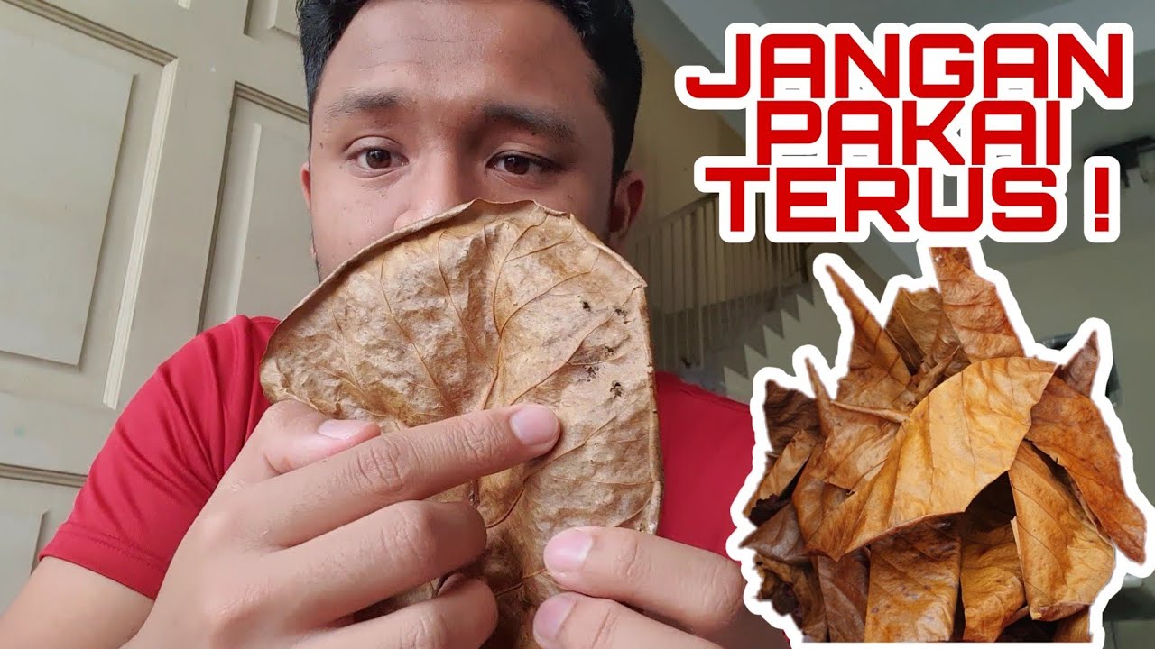 CUCI DAUN KETAPANG ANDA | Pengumuman pemenang giveaway !