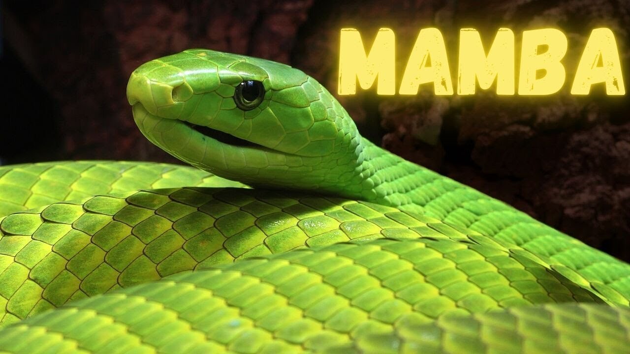 SERPENTES MAMBA.