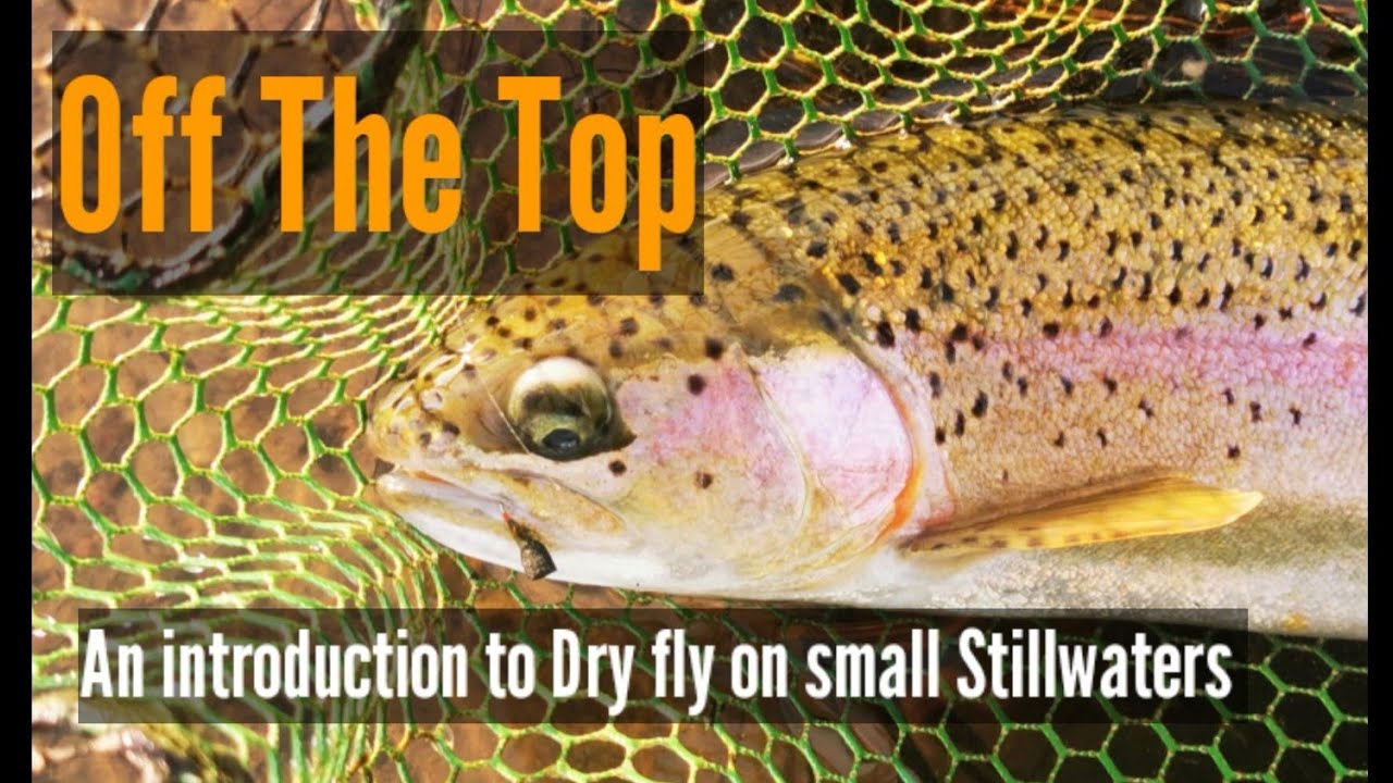 Fly Fishing for Trout. Chatton Trout Fishery | Alnwick | Northumberland