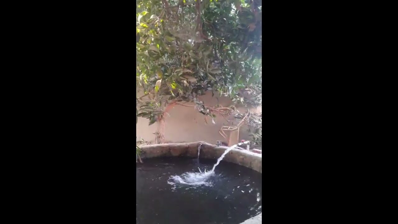Embracing Trees and Water: A Relaxing Journey into the Depths of Nature That Calms the Soul